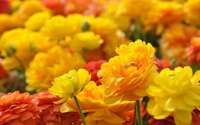 yellow-red-flowers-hd.jpg