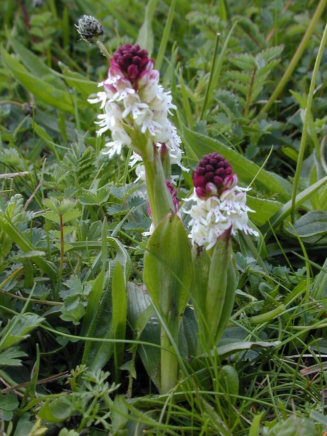 Burnt Tip Orchid 1.jpg