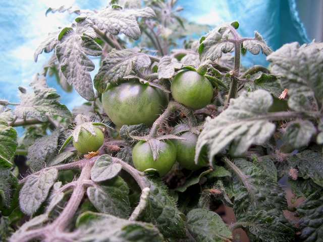 Tomatoes 4 30 2018 b.jpg