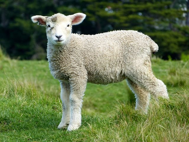 sheep-275928__480.jpg