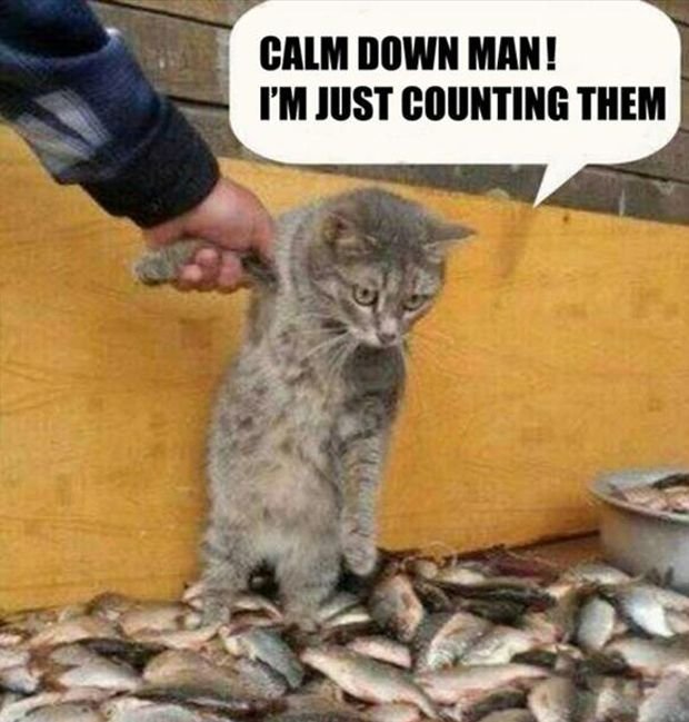 funny-pictures-cat-loves-fish1.jpg