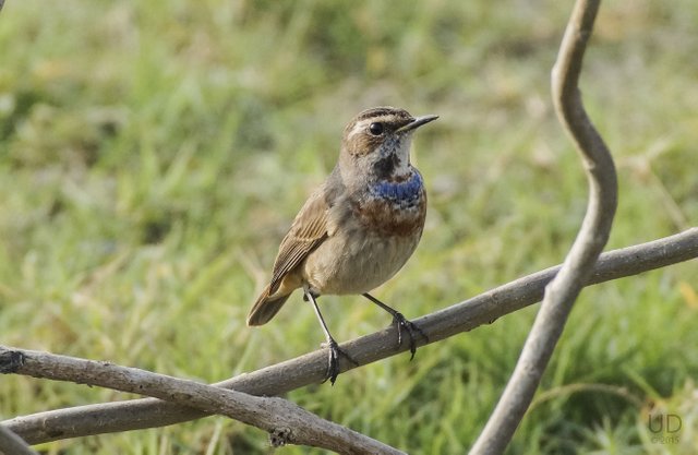 bluethroat.jpg