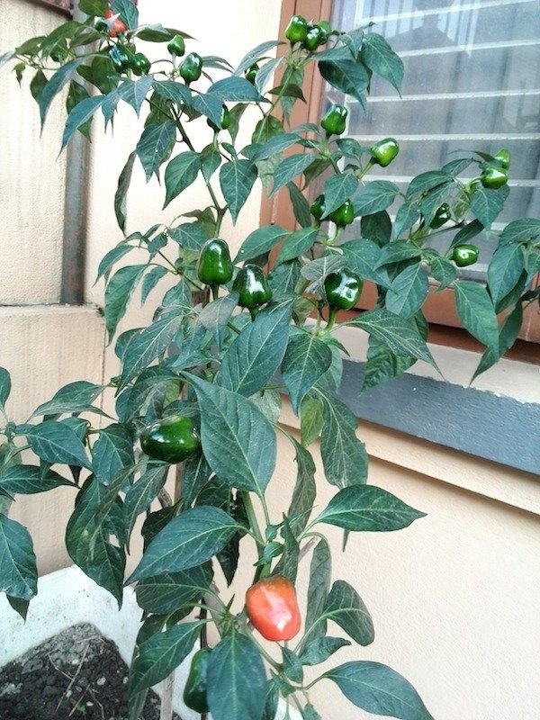 Dalle Khursani ( Red Jalapeño pepper).jpg