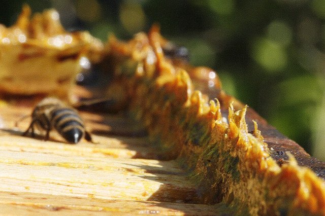 800px-Propolis_in_beehives.jpg