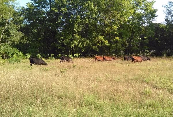 Cows on Peter's new piece1 crop August 2016.jpg