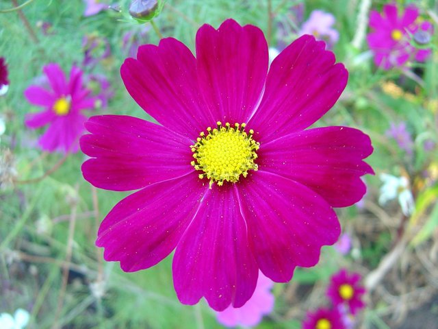 Dark_pink_cosmos_flower.jpg