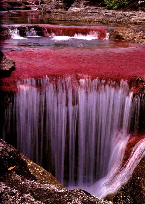 rio-cano-cristales-river-of-five-colours-columbia-6.jpg