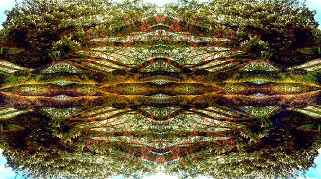 Tree N. A..jpg