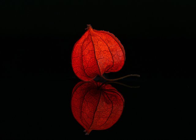 lampionblume-2183118_1920.jpg