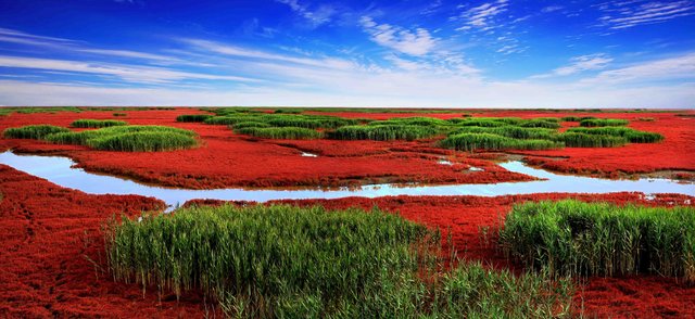 Panjin-Red-Beach-Pictures.jpg