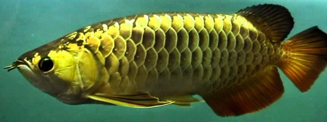 1. arwana black golden.png