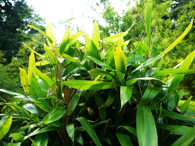 29473993612 - indocalamus latifolius bamboo garden at kew.jpg