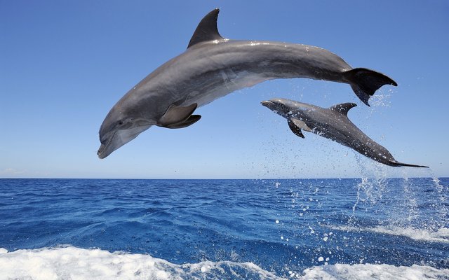 Beautiful-Dophin-Desktop-Pictures.jpg