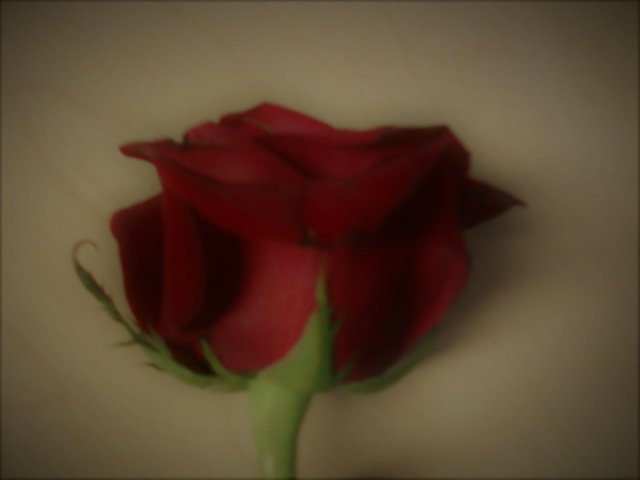 Red Rose.jpg