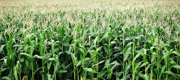 corn-field.jpg