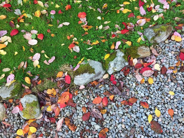 Autumn Leaves Ground.jpg