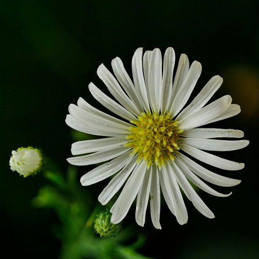 aSTeR4-signed.jpg