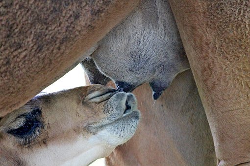 camel milk.jpg