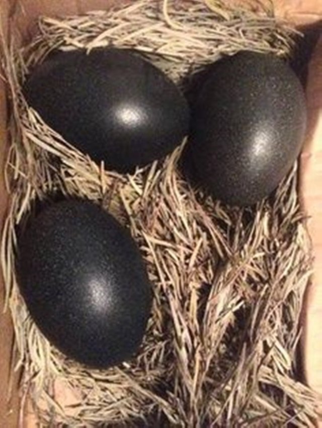 black chickens eggs