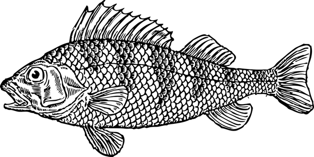 cod-32681_960_720.png