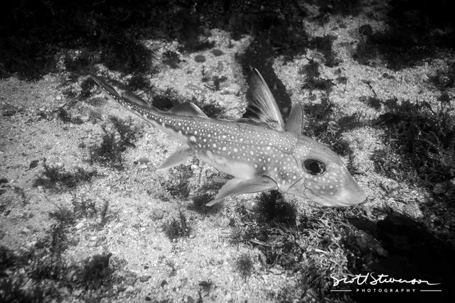 Spotted Ratfish-1.jpg
