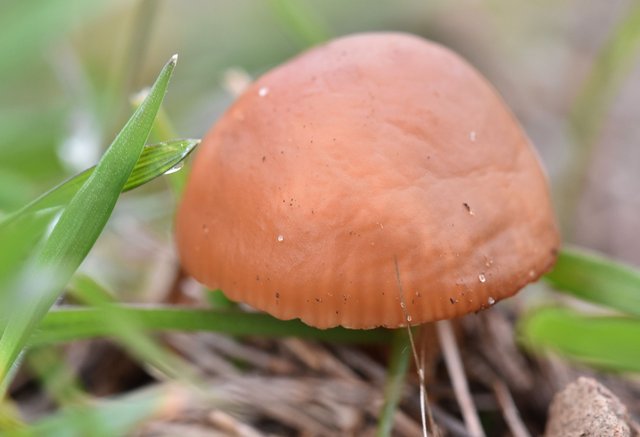 mushroom brown grass 1.jpg