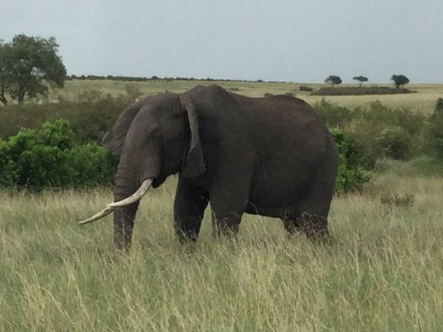 Elephant picture.jpg