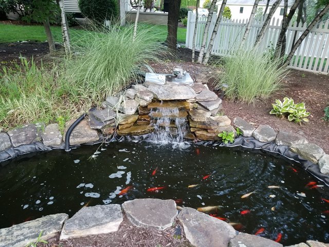 Koi pond.jpg