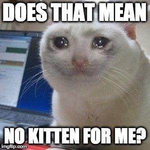 no kitten.jpg