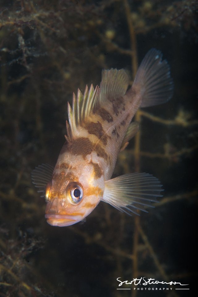 Copper Rockfish-6.jpg