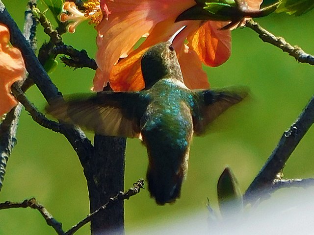 birds of paradise, photography by jeronimo rubio, 2018, all rights reserved, nature (1078).jpg