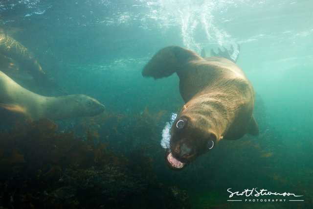 Stellar Sealion-7.jpg