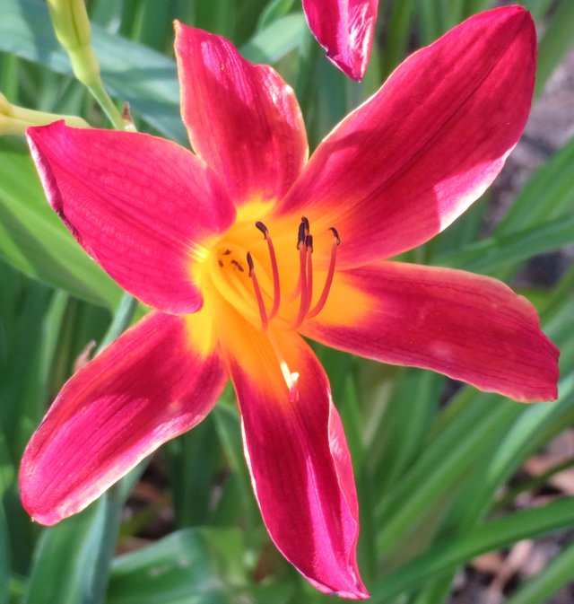 Daylily4.JPG