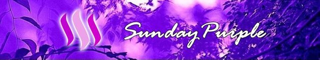 sunday purple2.jpg