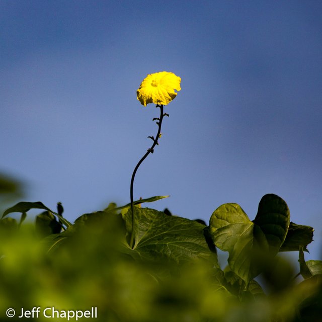 tree-flower-3067.jpg