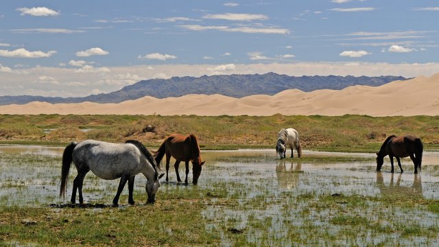 mongolia-3046030_1920.jpg