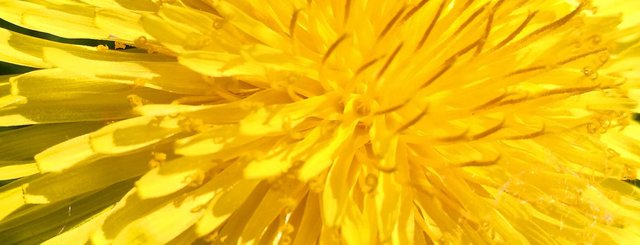 Yellow Color Photography in Steemit Blog