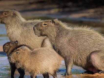 animals_hero_capybara.jpg