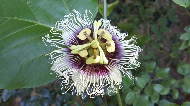 passion-fruit-2183739_960_720.jpg