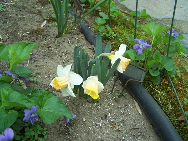 Bulkhead garden - tiny daffodils crop May 2018.jpg