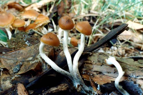 mushroom-helper-healer-teara.govt_.nz_.jpg