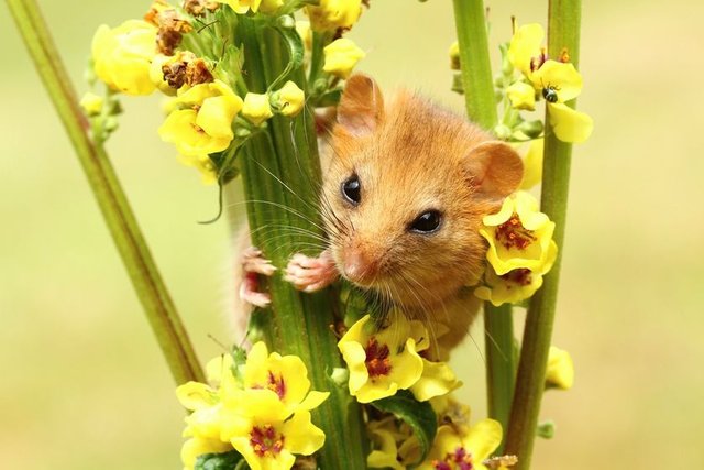 dormouse-flower.jpg.838x0_q802.jpg