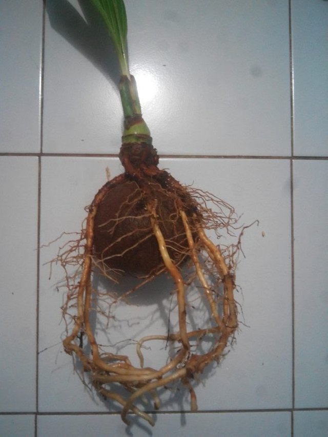 Coconut Bonsai Dwarfing The Tall To Be A Beautiful Ornament