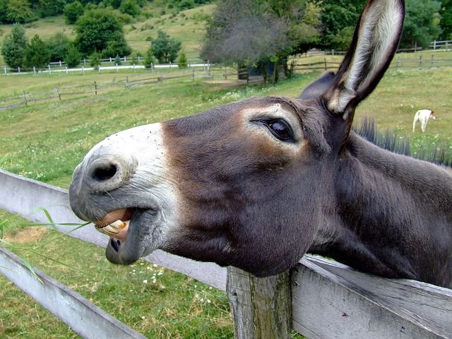 donkey-105719__480.jpg