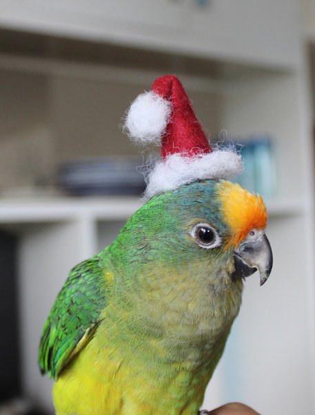 santahatparrot.jpg