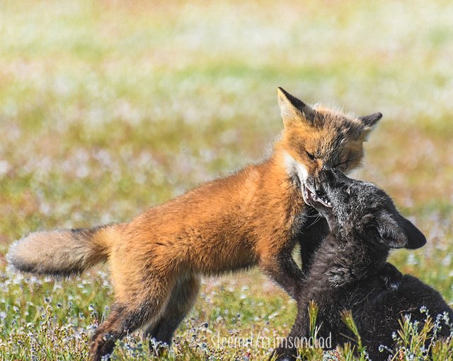 crimsonclad-foxes5.jpg