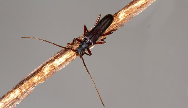 Cerambycidae Phlyctaenodes pustulosus n4.jpg