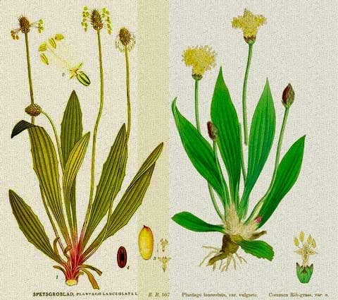 tesnolist-jivovlyak-Plantago-lanceolata-01.jpg