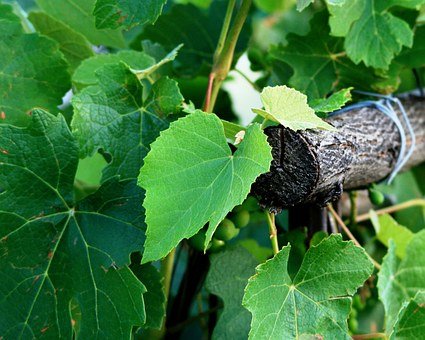 feuilles de raisin.jpg