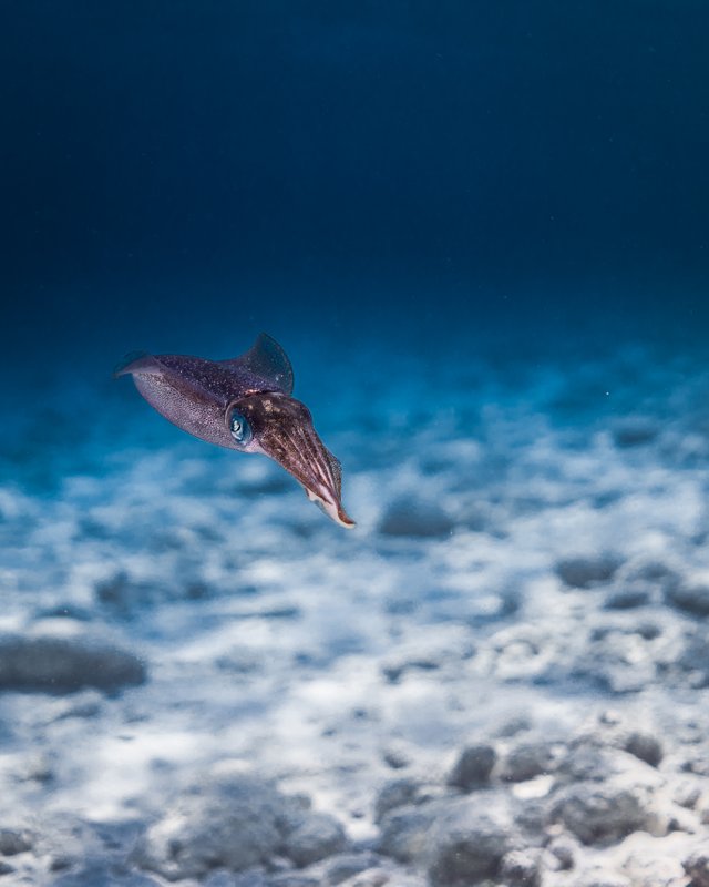 squid2.jpg